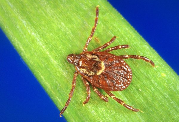 Dermacentor albipictus