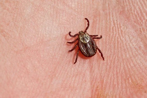 Ixodes scapularis
