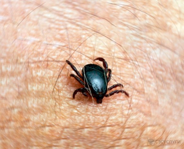 Собачий клещ Ixodes Ricinus