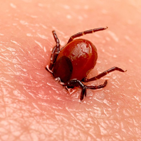 Таежный клещ, Ixodes persulcatus