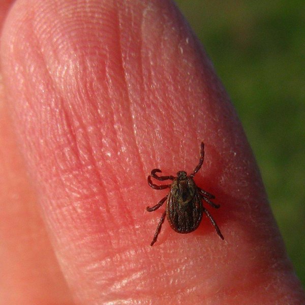 Лесной клещ Ixodes Ricinus
