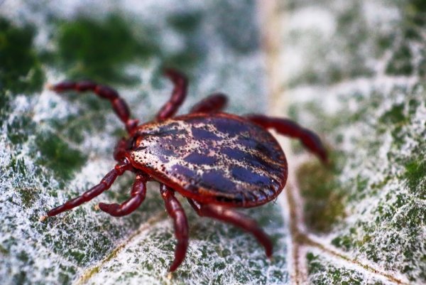 Клещ Rhipicephalus sanguineus