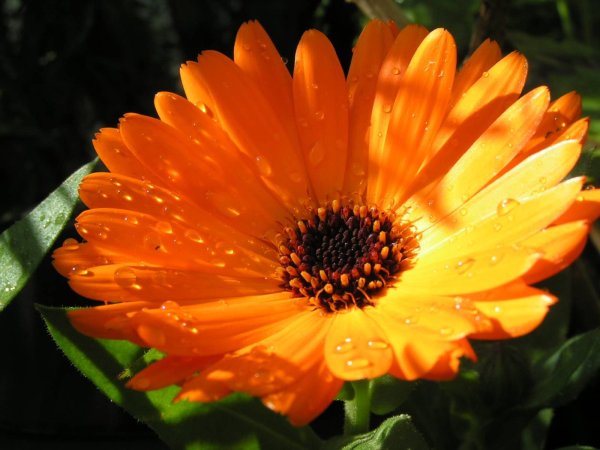 Վաղենակ, календула, ноготки