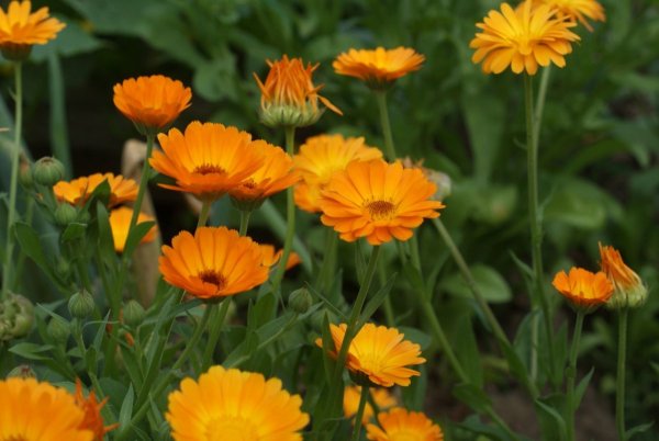 Цветочки календулы