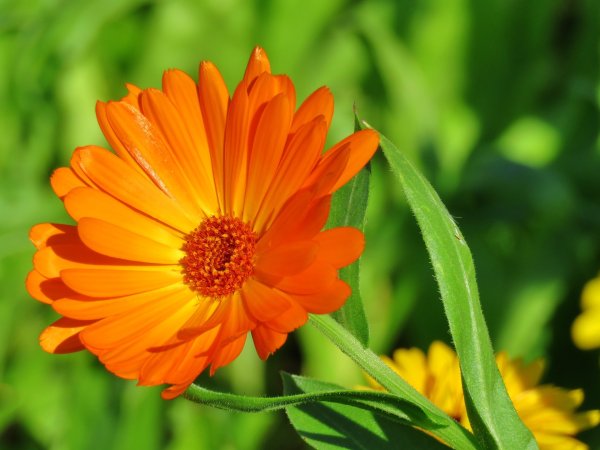 Календула, ноготки, Calendula