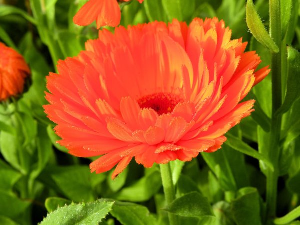 Календула лекарственная ноготки лекарственные