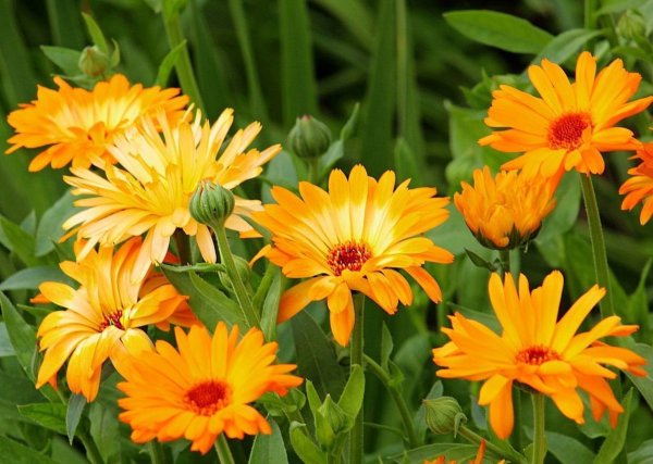 Календула лекарственная (Caléndula officinális)