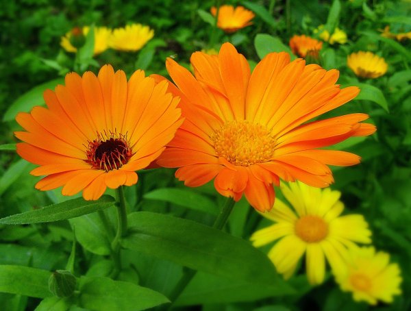 Цветы ноготки лучшие