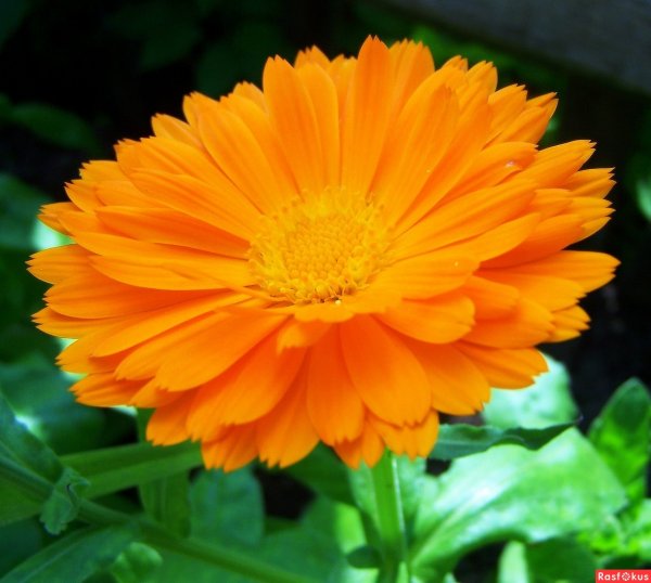 Цветы ноготки картинки