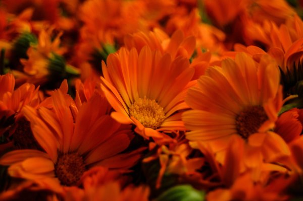 Календула рооспью