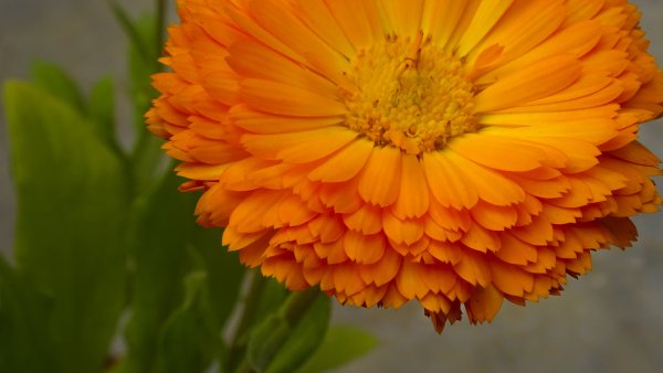 Calendula officinalis l