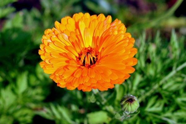 Бархатцы (ноготки, календула) или Marigold