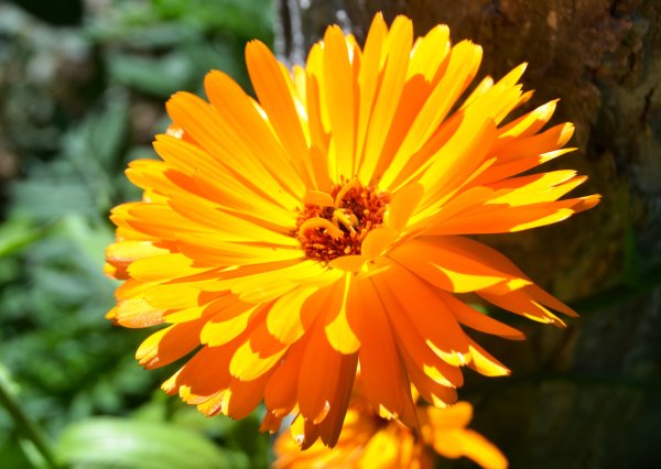 Календула Полевая