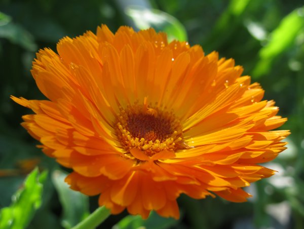 Календула кельта ноготков цветки Цветущий луг ф/пак