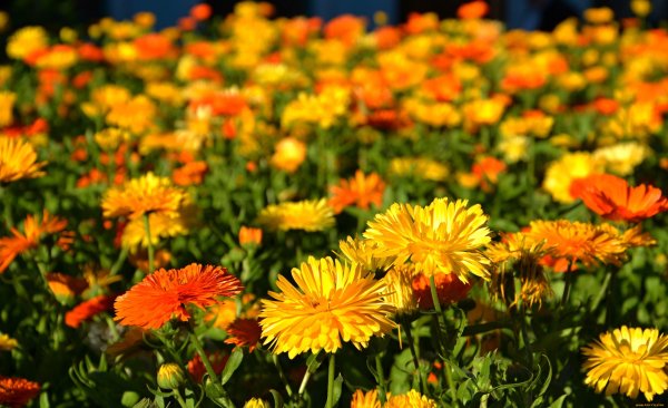 Календула зонненштайн