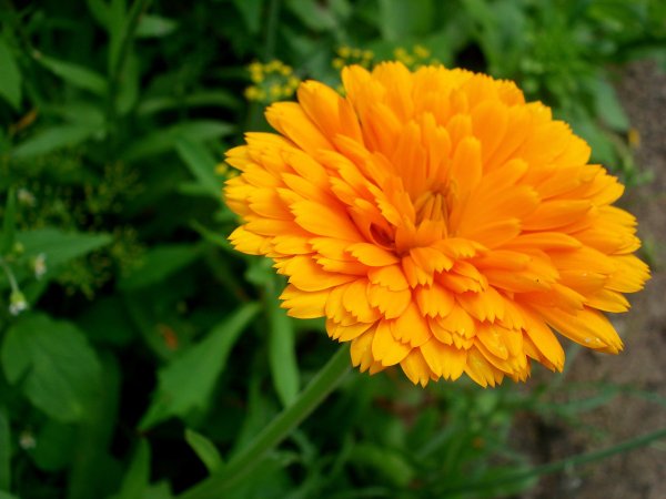 Календула низкорослая Фиеста оранжевая