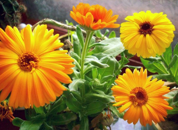 Календула Полевая