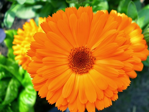 Календула волшебное Сари