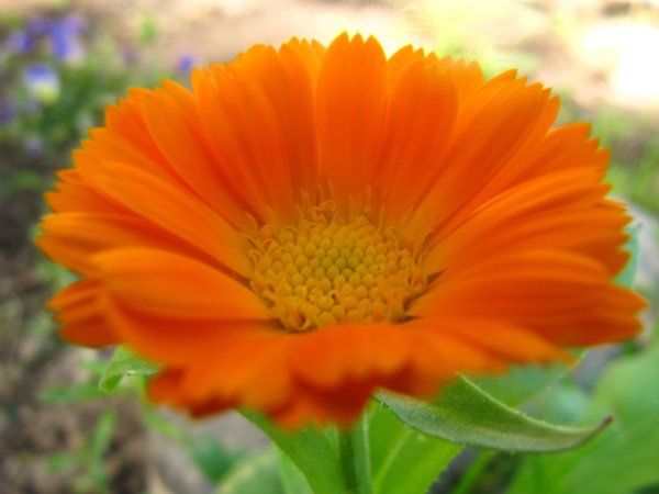 Календула осенний цветок