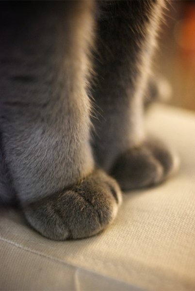 Кошачья лапа