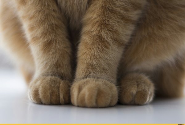 Лапа животного