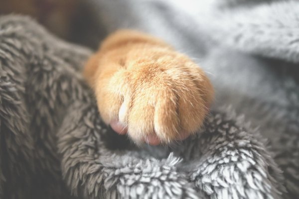 Кошачья лапа с когтями