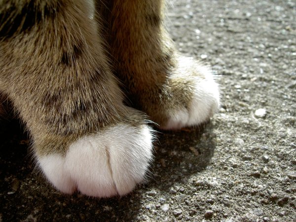 Лапка котика