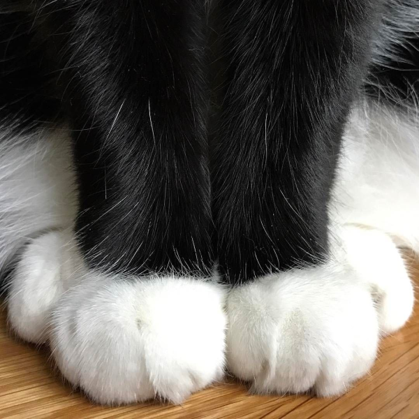 Кошачья лапка