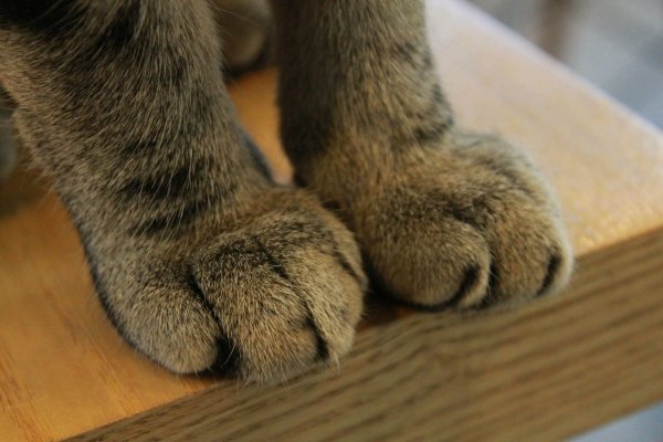 Кошачьи лапки подушечки