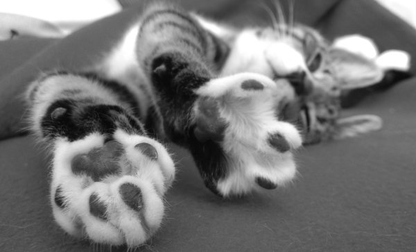 Подушечки кота на лапках