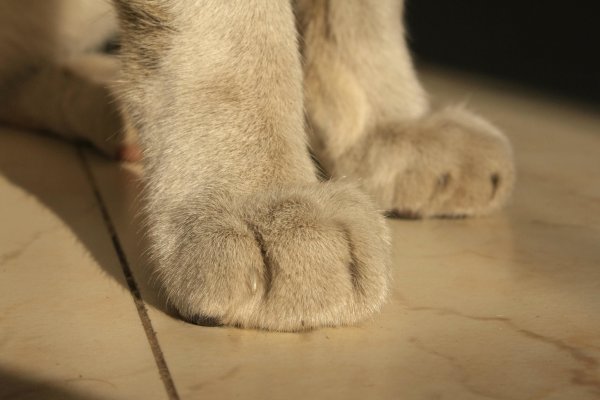 Кошачьи подушечки
