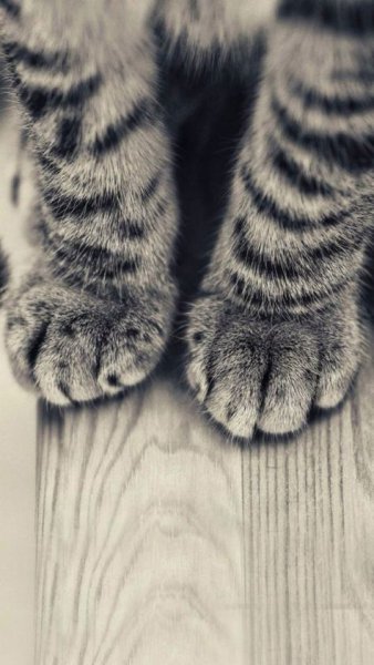 Кошачья лапка