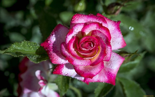 Роза variegated Rose