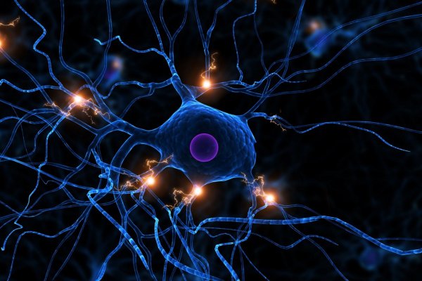 Нейрон клетка головного мозга