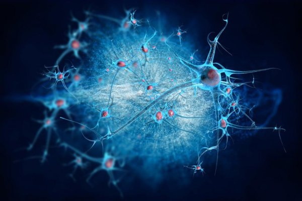 Нейрон клетка головного мозга