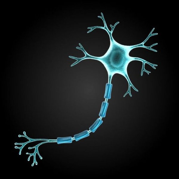 Нервная клетка, Нейрон, нейроцит