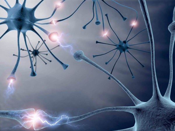Нервная система человека Нейроны