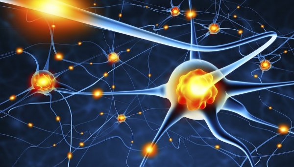 Нервы и Нейроны