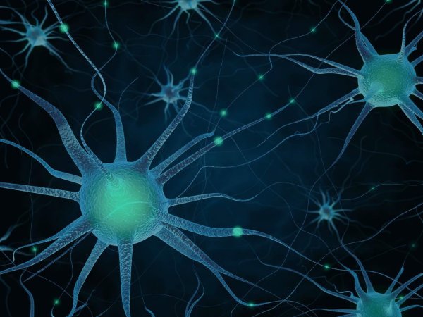 Пуринергические Нейроны