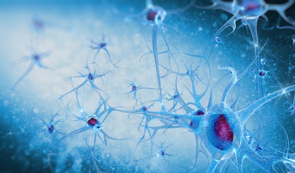 Нейрон красивый