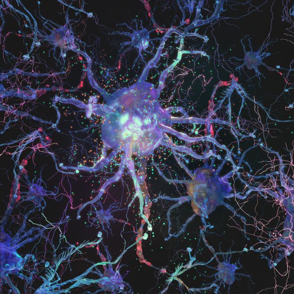 Нервная клетка Нейрон