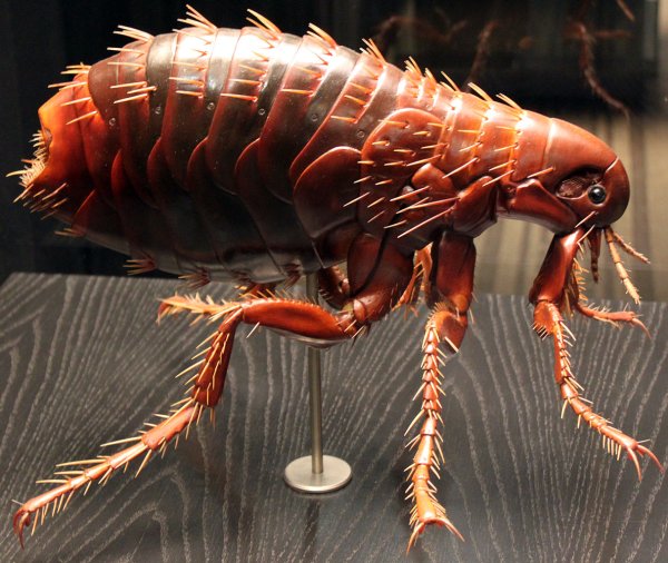 Xenopsylla cheopis