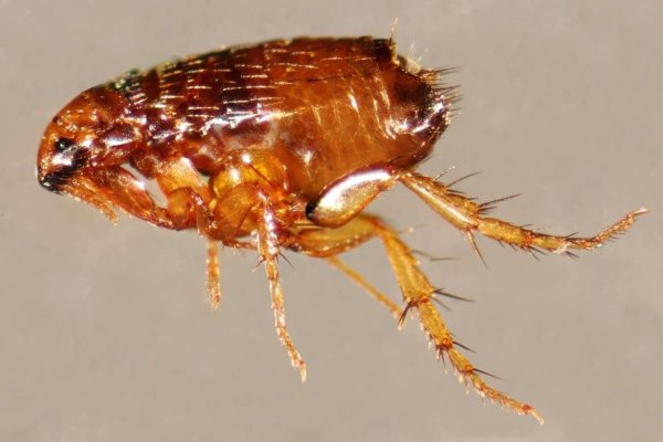 Xenopsylla cheopis