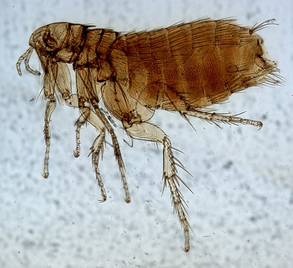 Xenopsylla cheopis