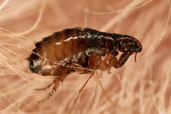 Ceratophyllus fasciatus