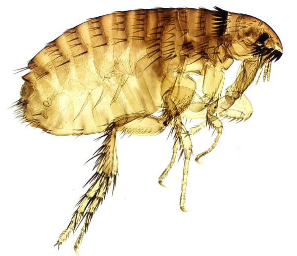 Pulex irritans самец