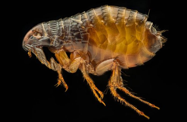 Крысиная блоха Xenopsylla cheopis