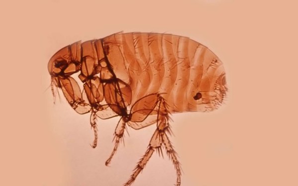 Xenopsylla cheopis