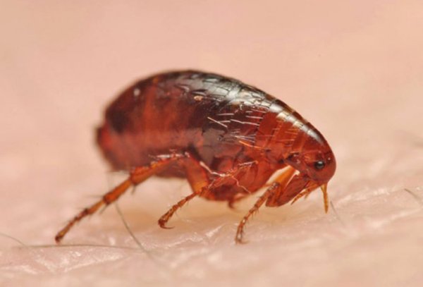 Крысиная блоха Xenopsylla cheopis