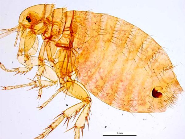 Ctenocephalides canis